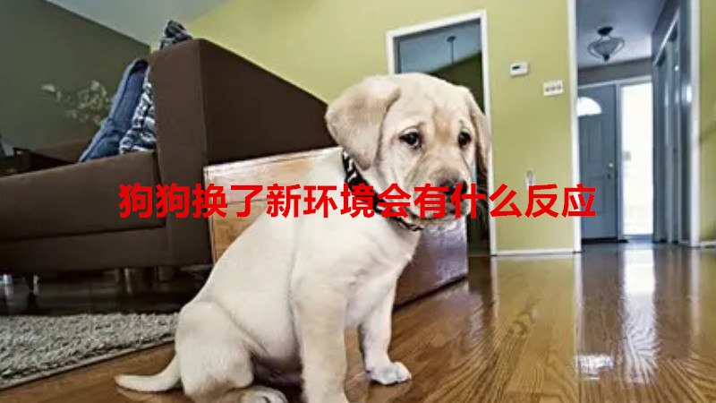 狗狗换了新环境会有什么反应