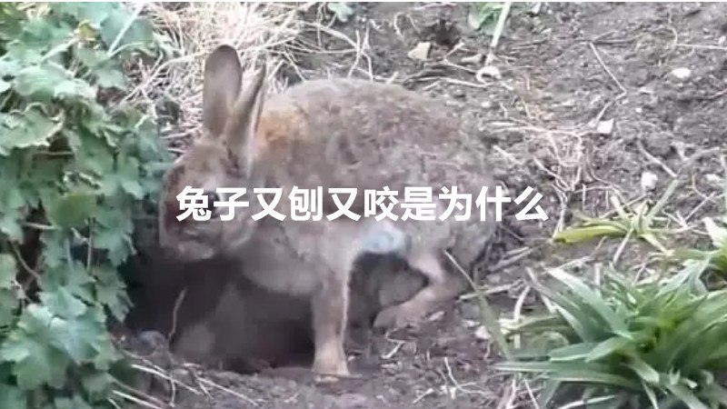 兔子又刨又咬是为什么