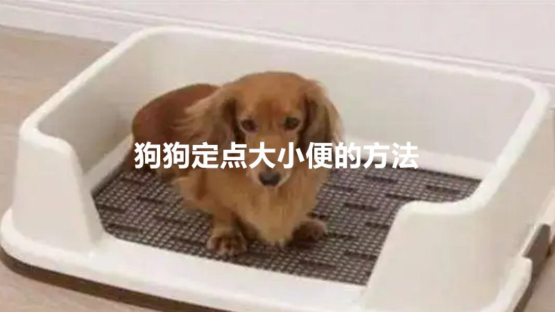 狗狗定点大小便的方法