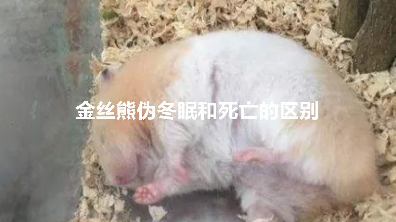 金丝熊伪冬眠和死亡的区别