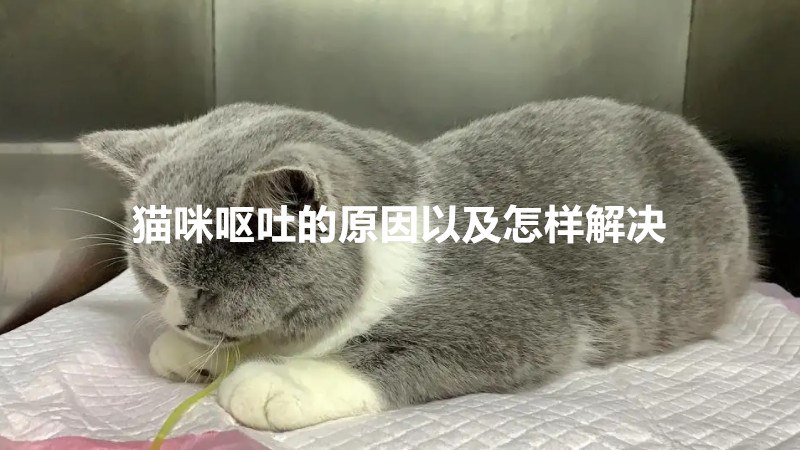 猫咪呕吐的原因以及怎样解决