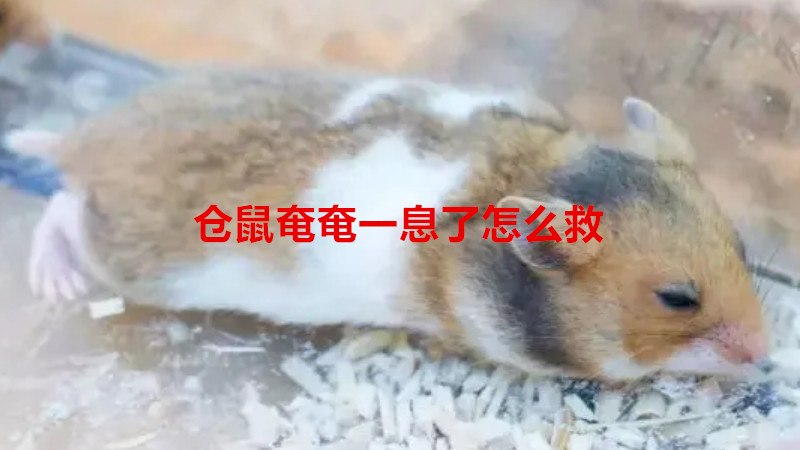 仓鼠奄奄一息了怎么救
