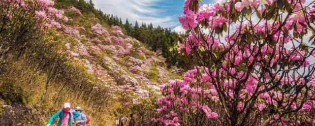 山花节是哪个民族的节日啊 山花节是什么节日