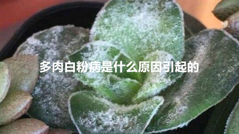 多肉白粉病是什么原因引起的