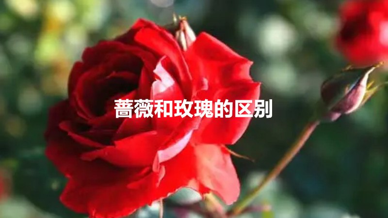 蔷薇和玫瑰的区别