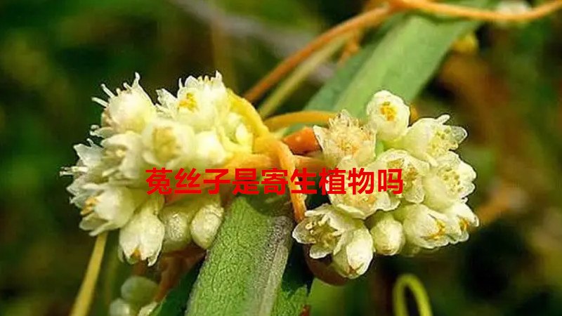 菟丝子是寄生植物吗