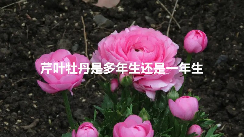 芹叶牡丹是多年生还是一年生