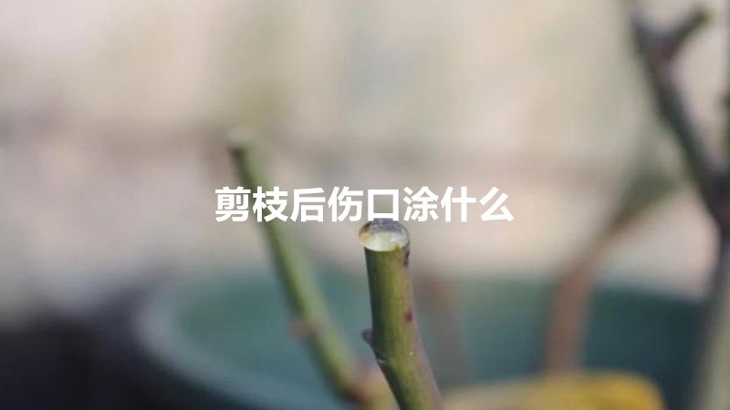 剪枝后伤口涂什么