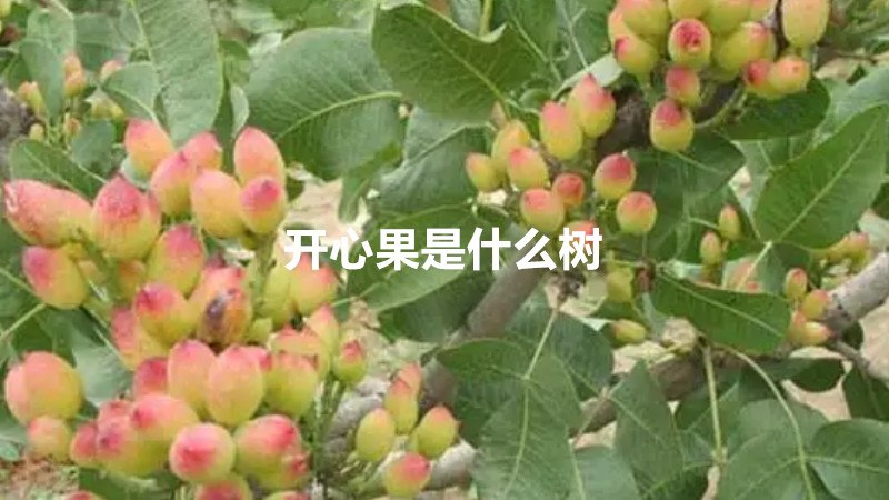 开心果是什么树