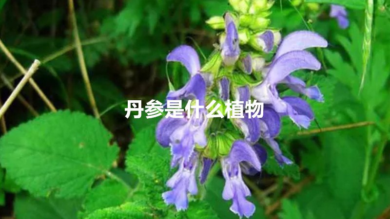 丹参是什么植物