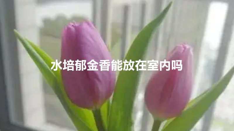 水培郁金香能放在室内吗