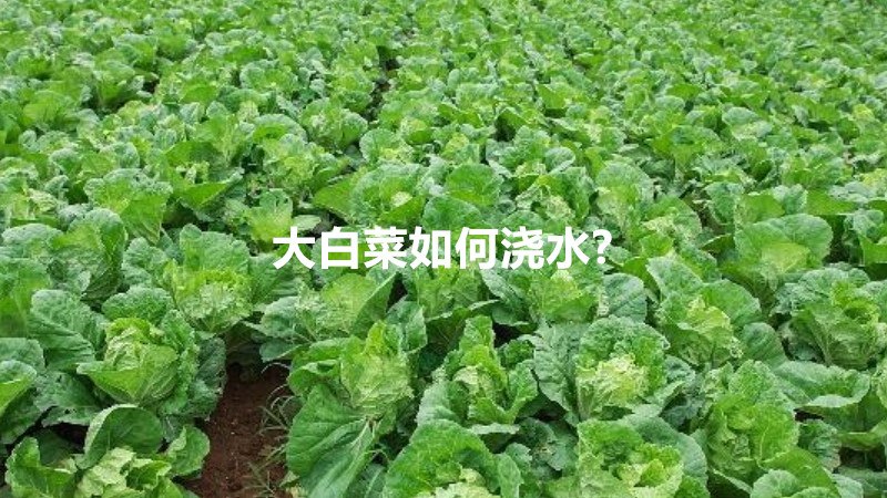 大白菜如何浇水?