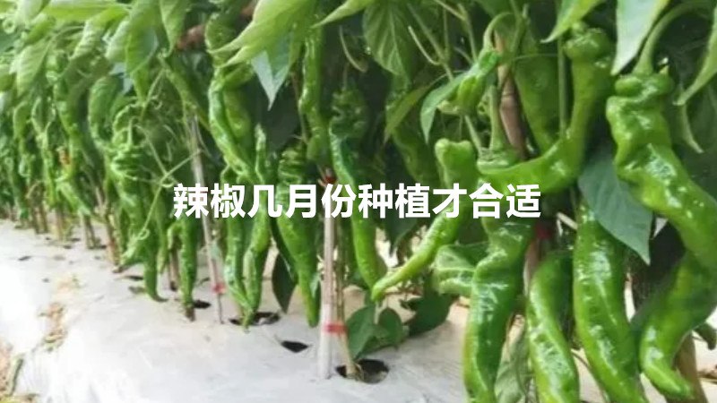 辣椒几月份种植才合适