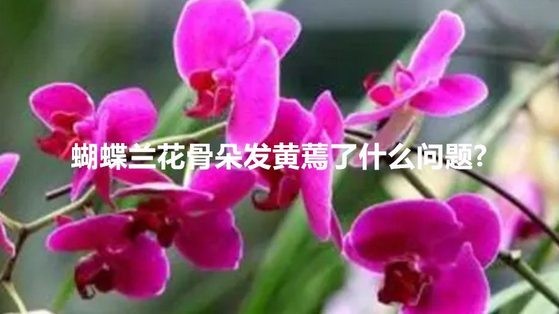 蝴蝶兰花骨朵发黄蔫了什么问题?