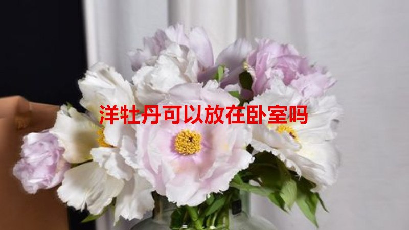 洋牡丹可以放在卧室吗