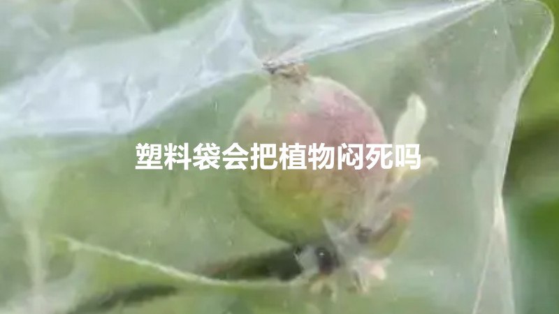 塑料袋会把植物闷死吗