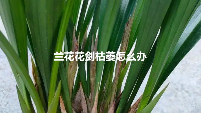 兰花花剑枯萎怎么办