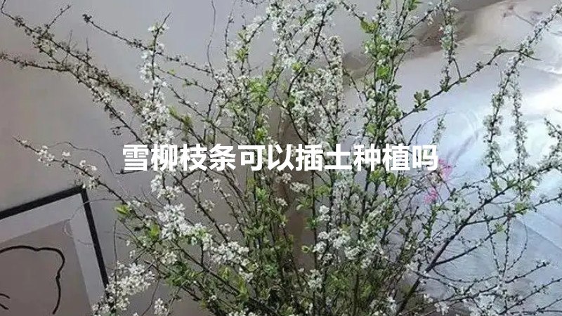 雪柳枝条可以插土种植吗