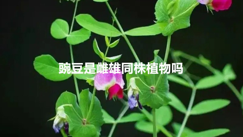 豌豆是雌雄同株植物吗