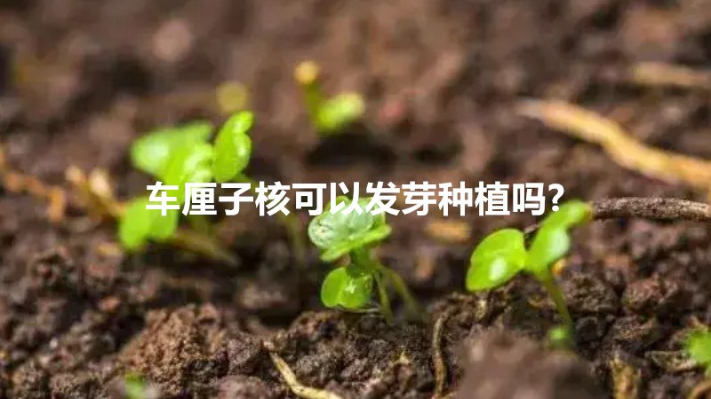 车厘子核可以发芽种植吗?