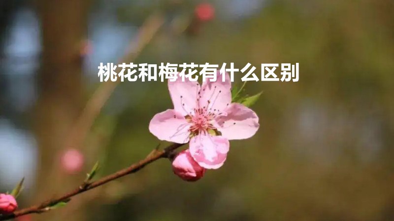 桃花和梅花有什么区别