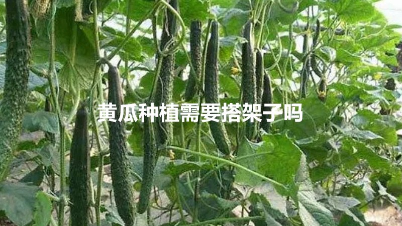 黄瓜种植需要搭架子吗