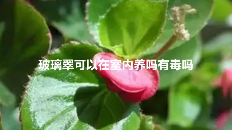 玻璃翠可以在室内养吗有毒吗