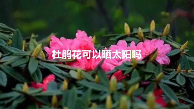 杜鹃花可以晒太阳吗