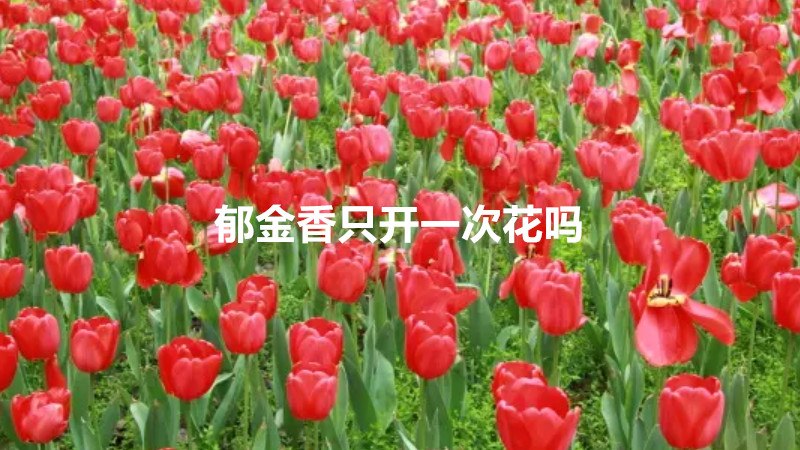 郁金香只开一次花吗