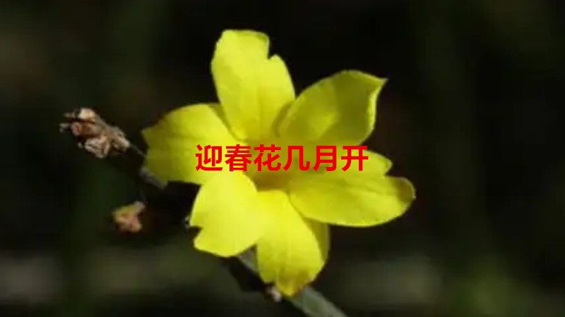 迎春花几月开