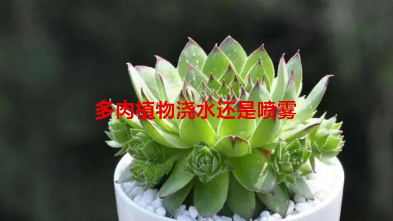 多肉植物浇水还是喷雾