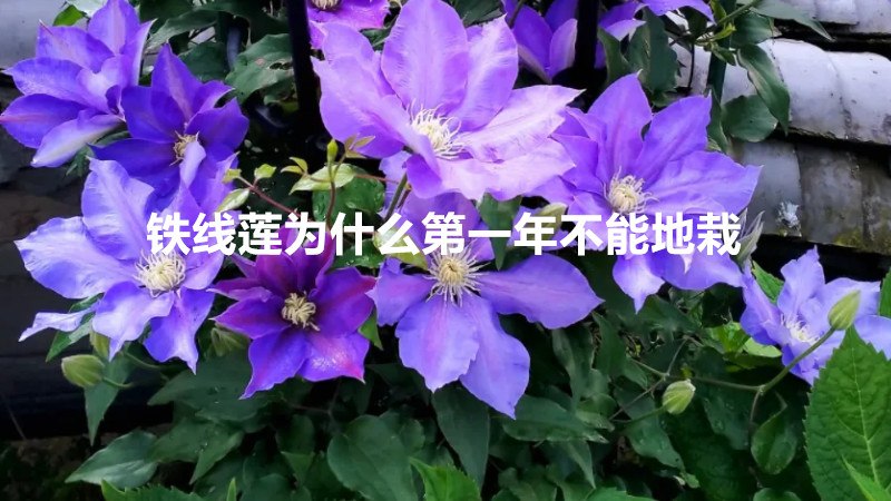 铁线莲为什么第一年不能地栽