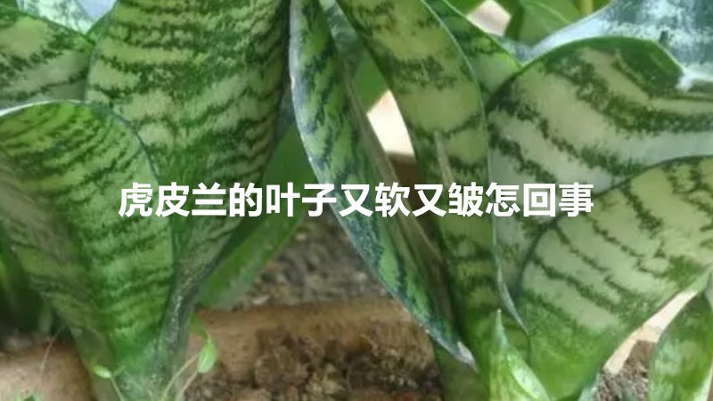 虎皮兰的叶子又软又皱怎回事