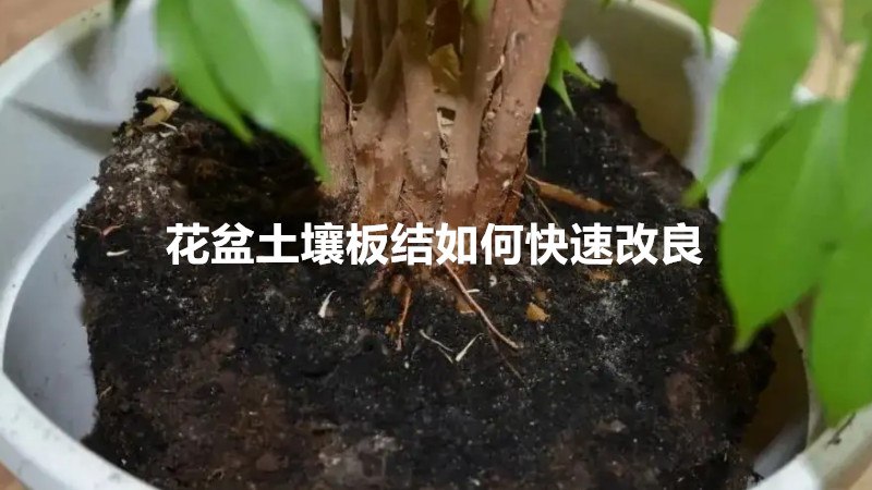 花盆土壤板结如何快速改良