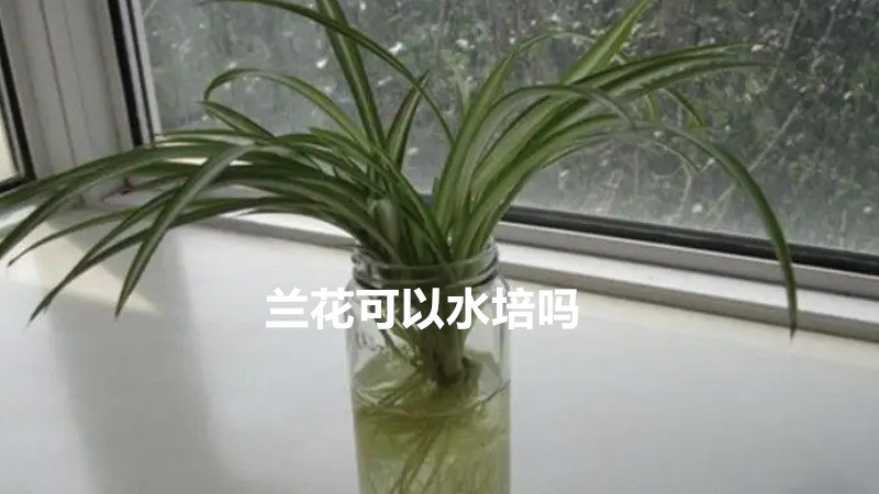 兰花可以水培吗