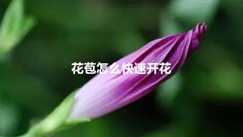 花苞怎么快速开花