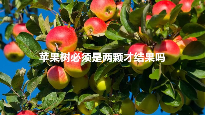 苹果树必须是两颗才结果吗