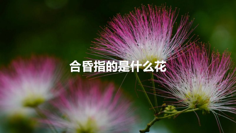 合昏指的是什么花