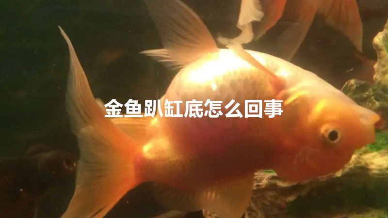 金鱼趴缸底怎么回事