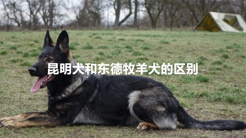 昆明犬和东德牧羊犬的区别