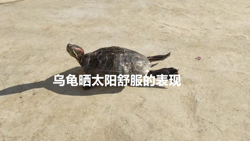 乌龟晒太阳舒服的表现