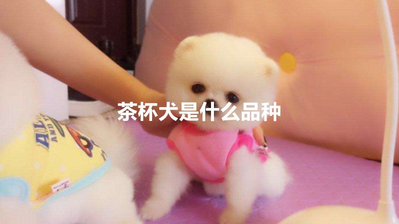 茶杯犬是什么品种