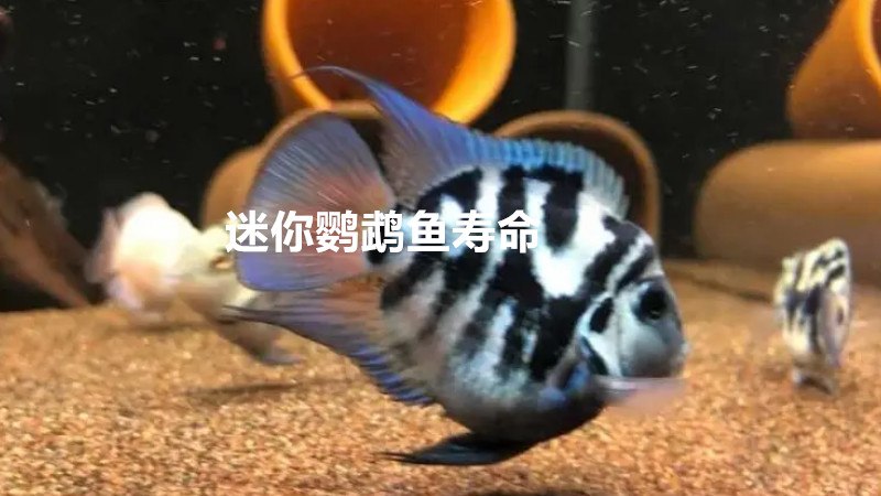 迷你鹦鹉鱼寿命