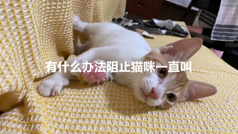 有什么办法阻止猫咪一直叫