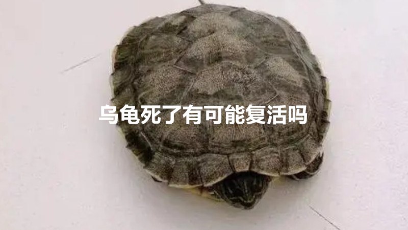 乌龟死了有可能复活吗