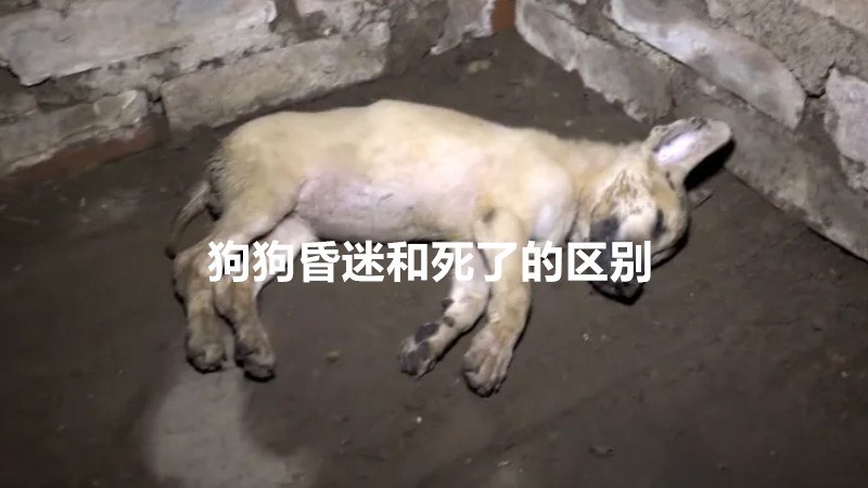 狗狗昏迷和死了的区别