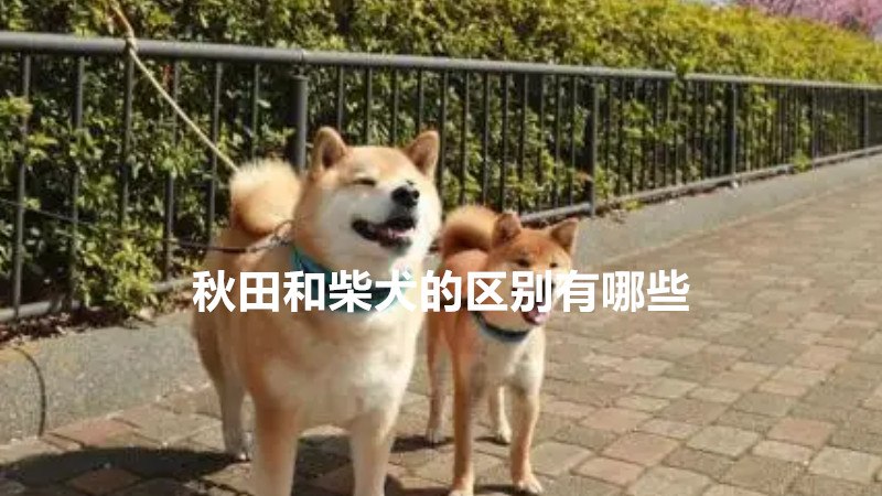 秋田和柴犬的区别有哪些