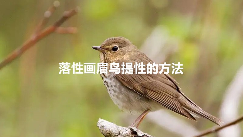 落性画眉鸟提性的方法