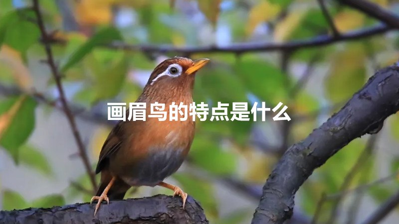 画眉鸟的特点是什么