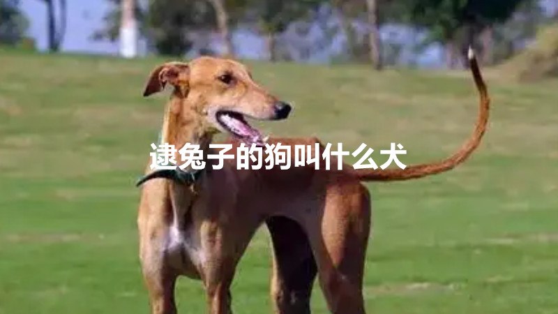 逮兔子的狗叫什么犬